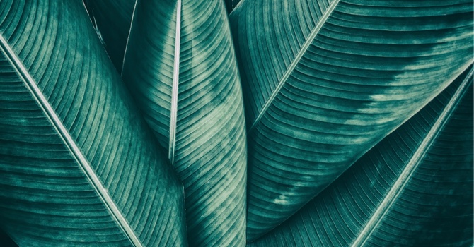 Metabolic Management